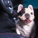 Power Out Odor-X Eliminador de Odores para Sistema Ventilação Savage Ice 100 ml Turtle Wax