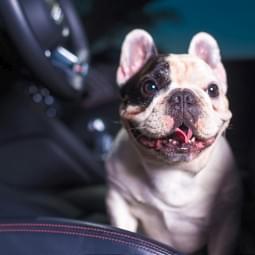 Power Out Odor-X Eliminador de Odores para Sistema Ventilação Savage Ice 100 ml Turtle Wax